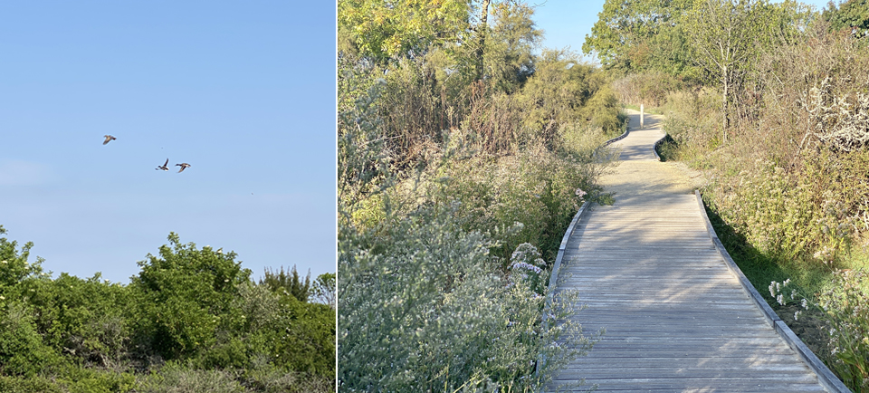 Les oiseaux et la flore du Marais de Tasdon, La Rochelle