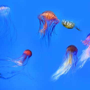 Ballet de las medusas