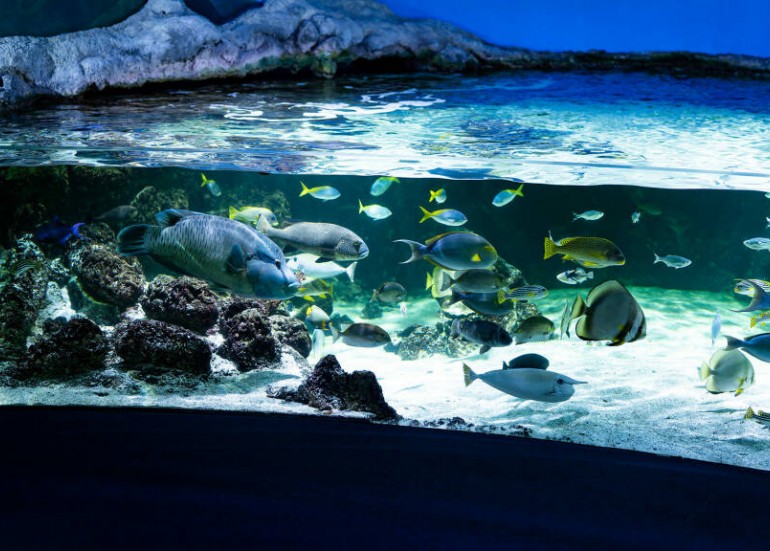 Lagon