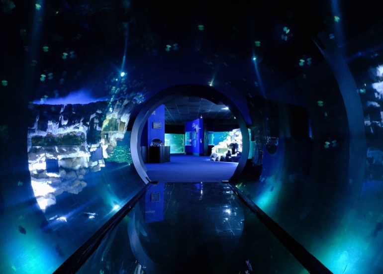 Tunnel des méduses - Aquarium de La Rochelle