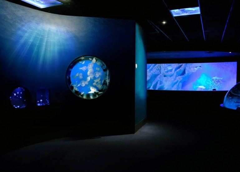 Espace méduse