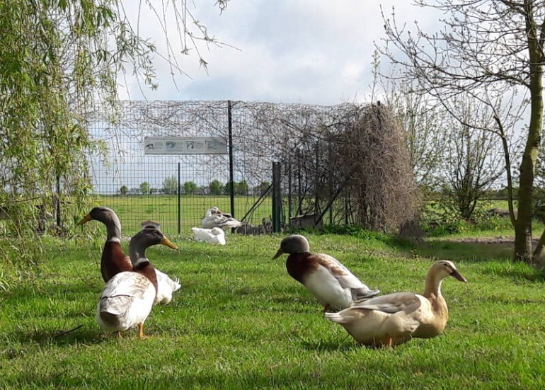 canard asierie des varennes