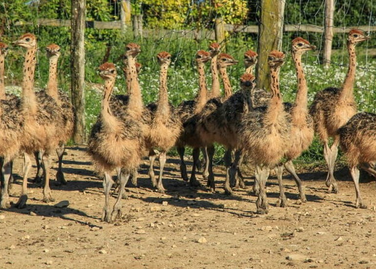 Ferme pédagogique - L'Autruche de Laurette Ferme pédagogique - L'Autruche de Laurette