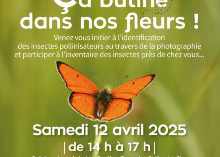 Sortie nature - Ça butine à La Rochelle_Aytré