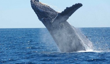EXPOSITION : BALEINES, DE BANGUDAE A LA ROCHELLE EXPOSITION : BALEINES, DE BANGUDAE A LA ROCHELLE