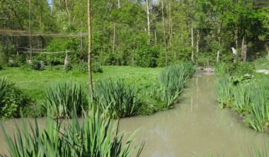 Parc ornithologique Les Oiseaux du Marais Poitevin- 1