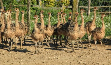 Ferme pédagogique - L'Autruche de Laurette