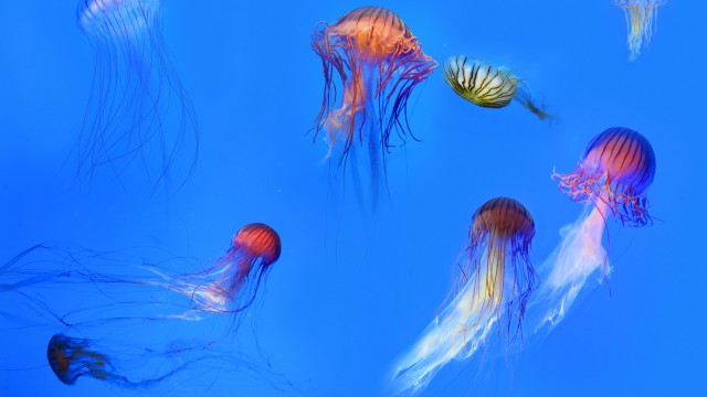 Ballet de las medusas