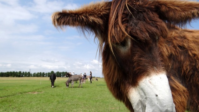 Baudet du Poitou