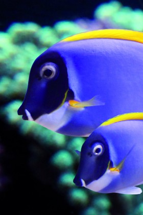 Observación de peces en el Aquarium La Rochelle