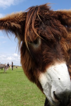 Descubre la «asinerie» o granja de burros de Varennes 